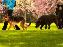Para tener un perro sano recuerda alimentarlo sanamente dependiendo de su raza, peso y edad. AP / ARCHIVO