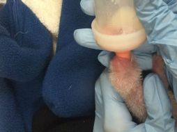 Los primeros días, los cuidadores dedicaron día y noche a atender alternadamente a cada cachorro mientras la madre cuidaba del otro. AFP / Smithsonian's National Zoo