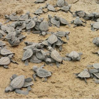 China rescata 620 tortugas introducidas ilegalmente