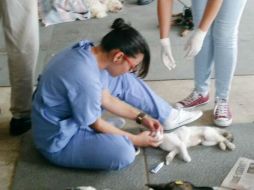 Cada mascota recibirá un seguimiento puntual de su cirugía. TWITTER / @EMoctezumaB