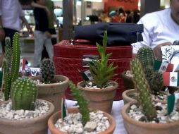 Además del aspecto de salud, las plantas armonizan el ambiente y son estéticas. NTX / ARCHIVO