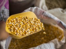 Hubo contratación de un millón 692 mil 354 toneladas de maíz blanco, 646 mil 460 de grano amarillo y 19 mil toneladas de sorgo. EL INFORMADOR / ARCHIVO