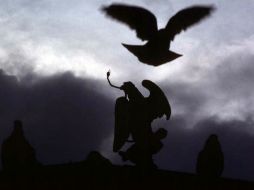 En el país hay alrededor de 200 águilas reales, símbolo nacional,  principalmente en Zacatecas, Chihuahua, Coahuila y Baja California. EL INFORMADOR / ARCHIVO