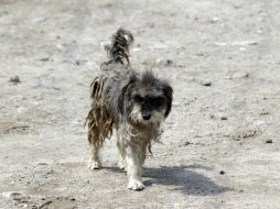 En México existen de 26 a 30 millones de perros, de los cuales 10 millones son callejeros o han sido abandonados. EL INFORMADOR / ARCHIVO