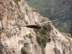 Una amenaza para los cóndores de Perú es su persecución por parte de ganaderos. EFE / E. Arias