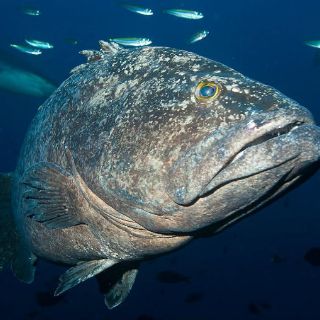 Nueva Zelanda creará santuario marino de 620 mil kilómetros