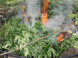 Esto fue resultado de sobrevuelos y trabajos de inteligencia. EL INFORMADOR / ARCHIVO