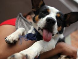 Perros y gatos se ven amenazados por pulgas y garrapatas,los cuales dañan la piel y merman la salud de la mascota. EL INFORMADOR / ARCHIVO