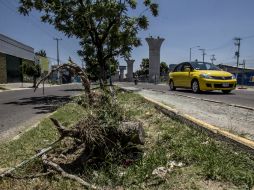 En total se derribarán dos mil 200 plantas y 864 serán trasplantadas en otros puntos. EL INFORMADOR / ARCHIVO