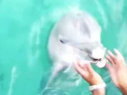 El video fue publicado por la porrista en sus cuentas de redes sociales. TWITTER / @TeressaCee