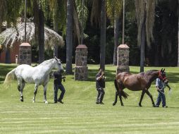 Los ejemplares que concursarán arribaron ayer al Club Hípico Hacienda del Oro. EL INFORMADOR / R. Tamayo