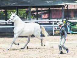 “Delicia Lovera” de la ganadería Rancho La Pera arrasó con los premios de Morfología y Movimientos EL INFORMADOR / P. Pérez