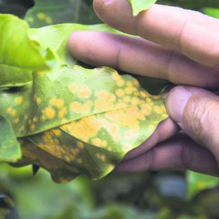 Cafetaleros centroamericanos lidian con el cambio climático