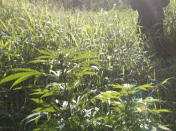 En lo que va del año, se han detectado y destruido numerosos de estos plantíos ilegales en el oeste y en el sur de Colorado. EL INFORMADOR / ARCHIVO