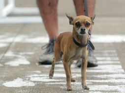 Recomiendan tener cuidado tanto con niños como con los animalitos. EL INFORMADOR / ARCHIVO