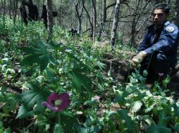 El aumento de cultivo de amapola, expresó, impacta en el aumento de producción y tráfico de heroína desde México a los EU. NTX / ARCHIVO