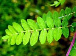 En las nanopartículas se ponen péptidos antigénicos que reconozcan anticuerpos que sólo tendría la persona si está enferma. NTX / ARCHIVO