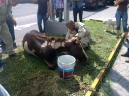 El animal que fue usado durante la Romería fue abandonado sobre avenida Vallarta. FACEBOOK / Enrique Aubry