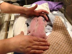 Señalan que los cachorros y su madre 'parecen estar bien', pero que las próximas semanas son críticas. AFP / Toronto Zoo