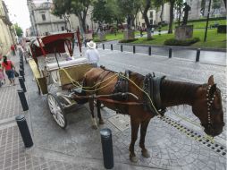 Los caballos que tiran de las calandrias requieren una dieta especial para soportar las jornadas. EL INFORMADOR / F. Atilano