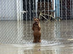 La declaración ocurre debido a la inundación presentada el pasado 3 de octubre. NTX / ARCHIVO