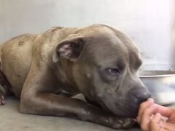Cruz ya vive en un refugio de animales donde una voluntaria que trabaja en el lugar ofreció la primera caricia al can. YOUTUBE / Pets Lovers