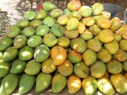 Preparan una campaña para abatir el índice de prevalencia de mosca en la fruta. EL INFORMADOR / ARCHIVO