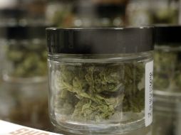 Estudian además permitir el auto-cultivo para enfermedades graves. AP / ARCHIVO