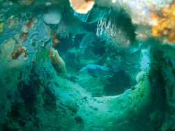 La exposición de las plántulas de coral a la oxibenzona provoca graves deformaciones morfológicas. EFE / ARCHIVO