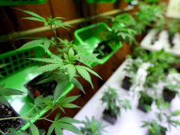 Son 23 los estados los que cuentan con leyes que permiten el consumo de mariguana con fines medicinales. AP / ARCHIVO