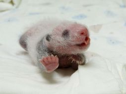 La población de pandas salvajes creció un 16.3 por ciento en la última década. EFE / ARCHIVO