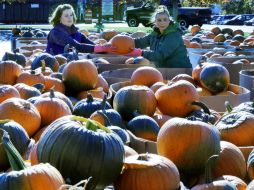 El festival anual de las calabazas tuvo lugar en Laconia, estado de New Hampshire. AP / J. Cole