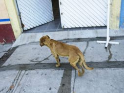 Al examinar cadáveres de algunos de los perros muertos, concluyen que se les dio un veneno para ratas de alta peligrosidad. EL INFORMADOR / ARCHIVO