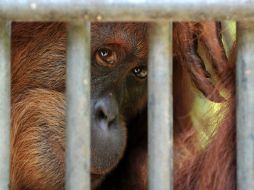 Muchos orangutanes salvados de los incendios se encuentran desnutridos y deshidratados. AFP / ARCHIVO