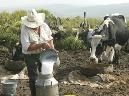 Las vacas que producen leche para el pajarete están muestreadas, libres de brucelosis y tuberculosis. EL INFORMADOR / ARCHIVO