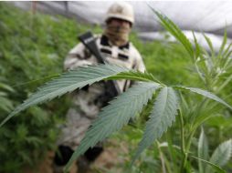 La SCJN autorizaría el consumo de mariguana sólo para los quejosos, no para toda la organización SMART. EL INFORMADOR / ARCHIVO