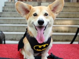 Los cinco disfraces más vendidos para mascotas son Superman, león, panda y Batman. AP / M. Dalangin