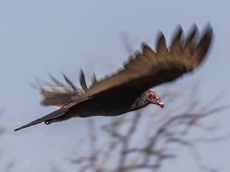 Los buitres son objetivo de los cazadores, lo que con frecuencia su presencia alerta a las autoridades. EL INFORMADOR / ARCHIVO