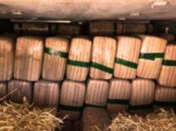 El camión que transportaba las pacas de pastura no contaba con placa delantera de circulación. TWITTER / @PoliciaFedMx