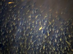 En la investigación se usan los subproductos del mango para darle un efecto benéfico a las tilapias. EL INFORMADOR / ARCHIVO