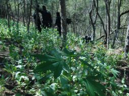 Se arrancó de raíz las 158 mil matas que después fueron incineradas. NTX / ARCHIVO