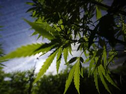 Activistas de EU ven el fallo como un paso para aprobar la legalización y consumo de la mariguana. NTX / J. Lira