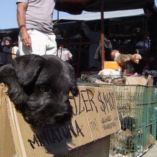 Activistas piden a comerciantes de mascotas cambiar de giro