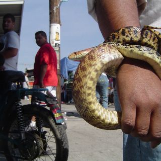 Comerciantes de animales piden seguir en El Baratillo