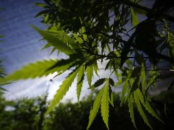 El amparo genera un efecto carambola en múltiples plataformas en el país. NTX / J. Liria