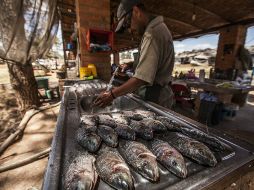 El estado de Jalisco es el líder nacional en la producción de tilapia. EL INFORMADOR / ARCHIVO