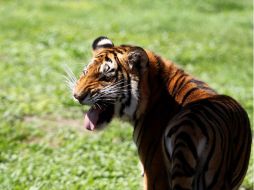 La Fiscalía del estado informó que el felino había matado a un total de cinco vacas. EL INFORMADOR / ARCHIVO