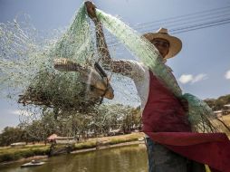 Resaltan la participación en esta actividad productiva de gente joven, hombres y mujeres. EL INFORMADOR / ARCHIVO