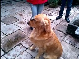 En el video se aprecia la risa del ex mandatario cuando el perro devora el premio. FACEBOOK / Felipe Calderón Hinojosa