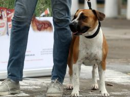 El objeto inteligente permite agregar y compartir fotos y comentarios, así como un registro de lo que el perro consume y elimina. EL INFORMADOR / ARCHIVO